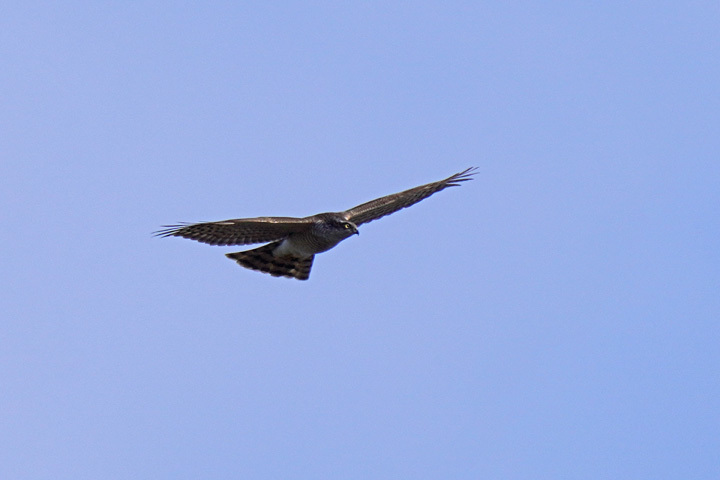 rs7885tm.JPG
