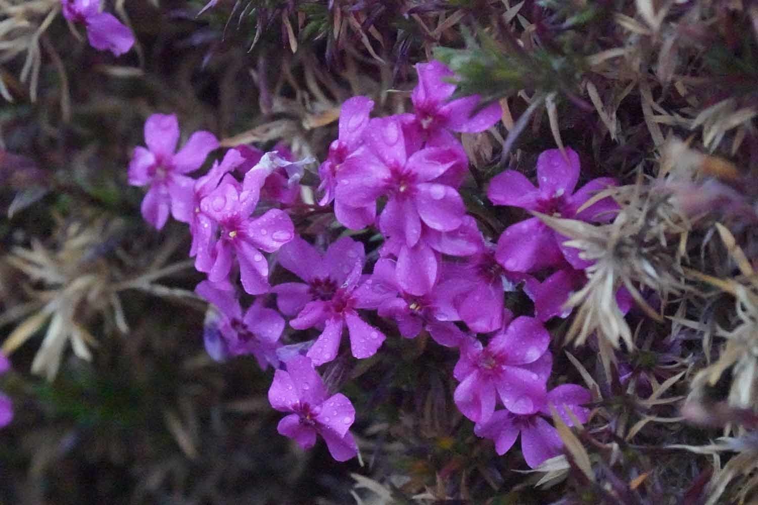 rs6726.JPG