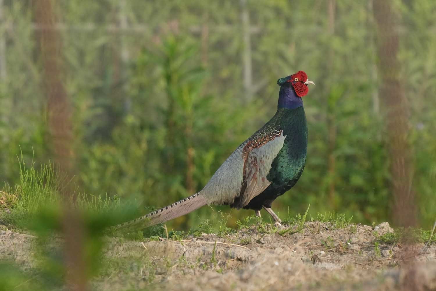 rs2589.JPG