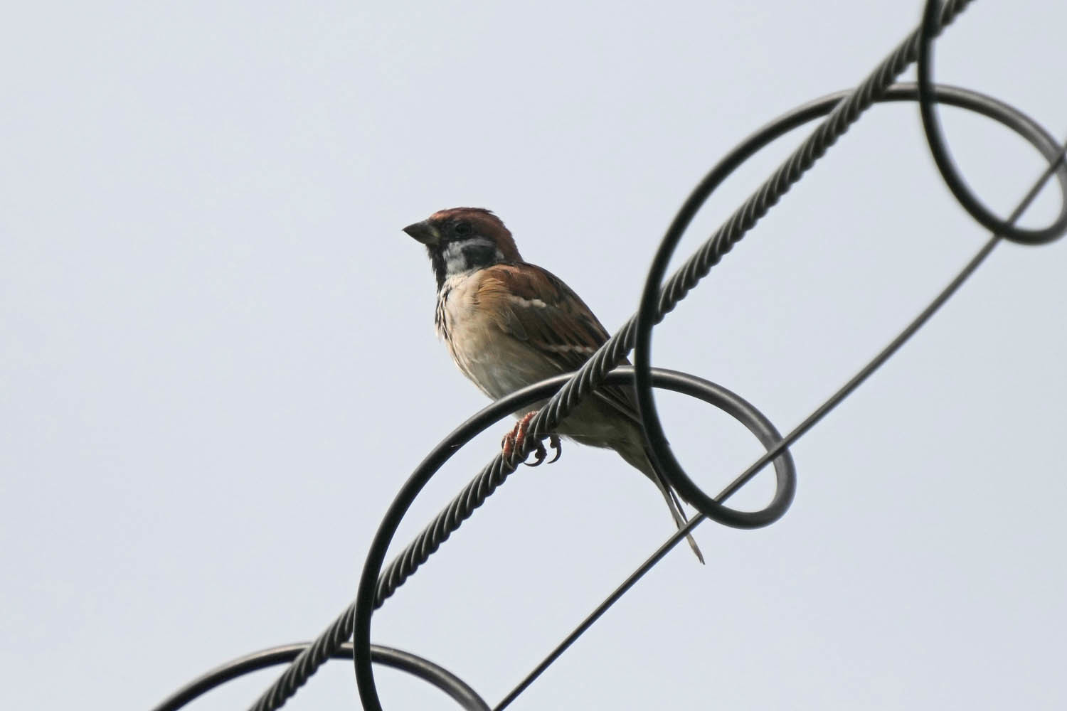 rs9520tm.JPG