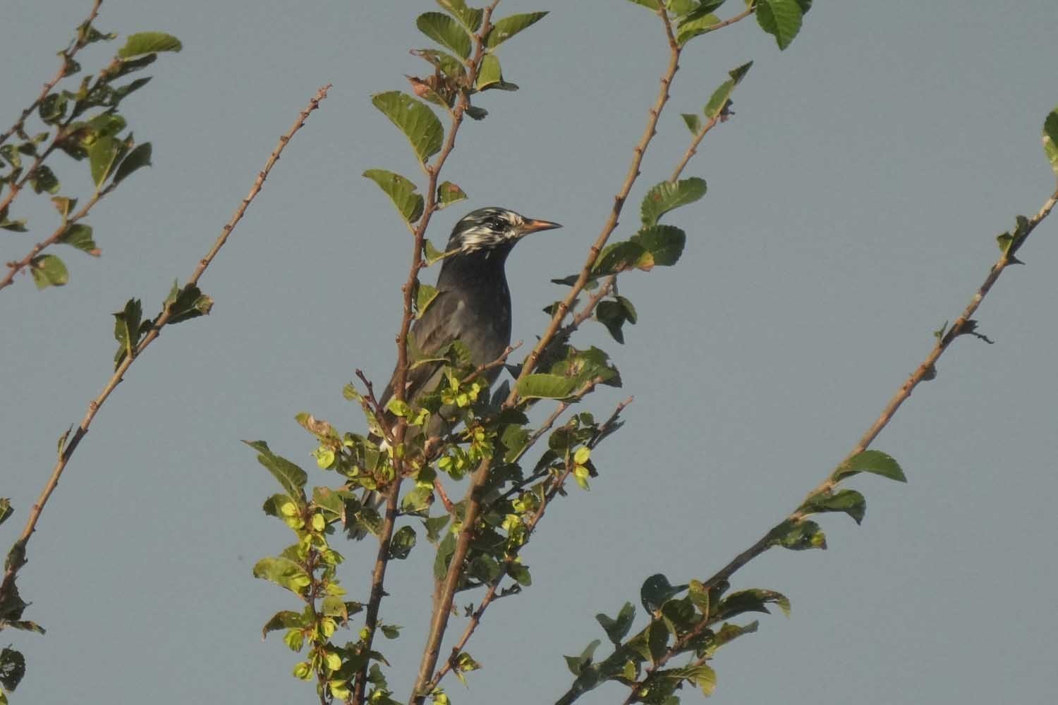 rs9603t.JPG