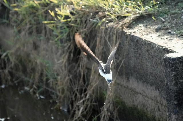 ss0310tm.JPG