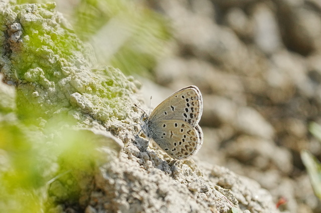 ss0712.JPG