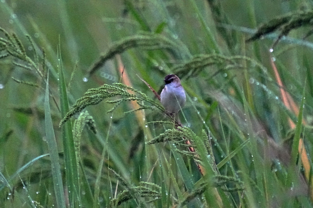 ss2619m.JPG