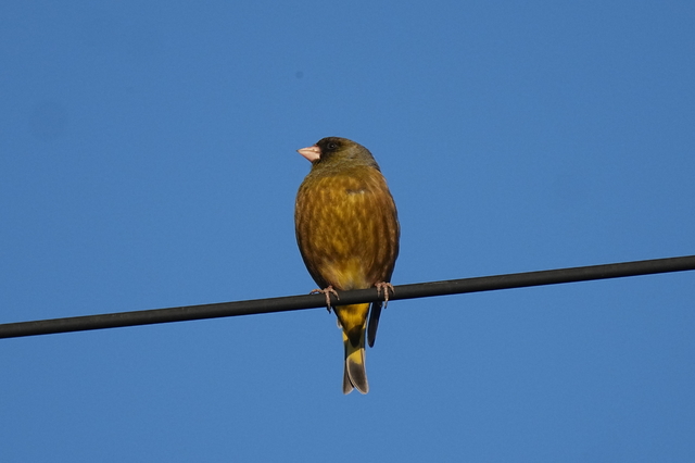 ss7309.JPG