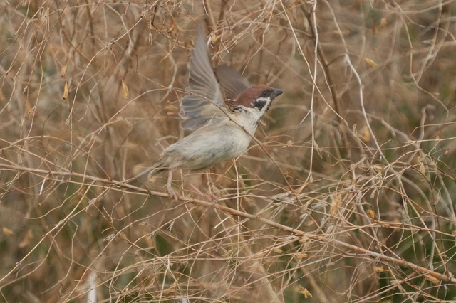 ss7792.JPG