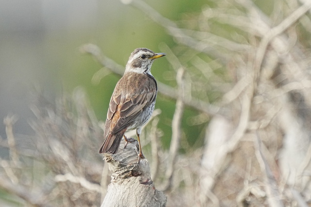 ss7934.JPG